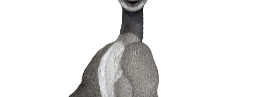 Callie Canadian Goose